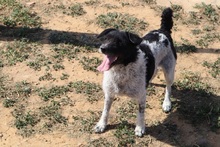 MICHELLE, Hund, Mischlingshund in Spanien - Bild 6