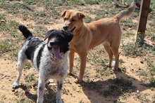 MICHELLE, Hund, Mischlingshund in Spanien - Bild 7