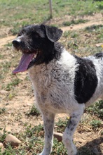 MICHELLE, Hund, Mischlingshund in Spanien - Bild 8
