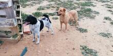 MICHELLE, Hund, Mischlingshund in Spanien - Bild 9