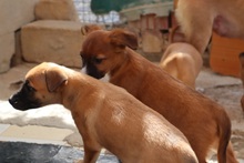 IDA, Hund, Mischlingshund in Spanien - Bild 4