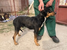 DORKO, Hund, Mischlingshund in Ungarn - Bild 4