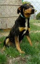 DORKO, Hund, Mischlingshund in Ungarn - Bild 6