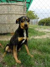 DORKO, Hund, Mischlingshund in Ungarn - Bild 7