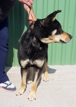DROGON, Hund, Mischlingshund in Ungarn - Bild 4