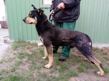 DROGON, Hund, Mischlingshund in Ungarn - Bild 5