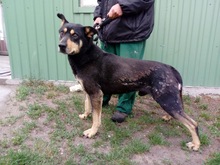 DROGON, Hund, Mischlingshund in Ungarn - Bild 6