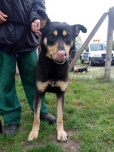 DROGON, Hund, Mischlingshund in Ungarn - Bild 8