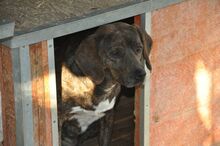TIARA, Hund, Mischlingshund in Italien - Bild 1