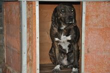 TIARA, Hund, Mischlingshund in Italien - Bild 2