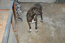 TIARA, Hund, Mischlingshund in Italien - Bild 5