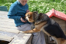 KOLJA, Hund, Deutscher Schäferhund in Rumänien - Bild 1