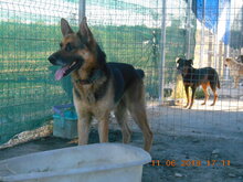 KOLJA, Hund, Deutscher Schäferhund in Rumänien - Bild 12