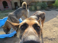 KOLJA, Hund, Deutscher Schäferhund in Rumänien - Bild 13