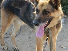 KOLJA, Hund, Deutscher Schäferhund in Rumänien - Bild 15