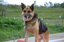KOLJA, Hund, Deutscher Schäferhund in Rumänien - Bild 2