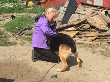 KOLJA, Hund, Deutscher Schäferhund in Rumänien - Bild 4