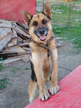 KOLJA, Hund, Deutscher Schäferhund in Rumänien - Bild 5