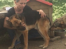 KOLJA, Hund, Deutscher Schäferhund in Rumänien - Bild 8
