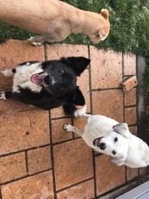Tierheim Hunde Im Inland Suchen Und Finden