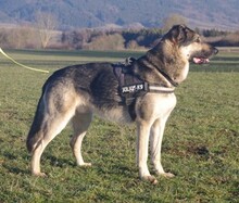 ATHOR, Hund, Deutscher Schäferhund-Mix in Kronach - Bild 17