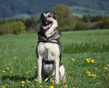 ATHOR, Hund, Deutscher Schäferhund-Mix in Kronach - Bild 3