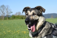 ATHOR, Hund, Deutscher Schäferhund-Mix in Kronach - Bild 31