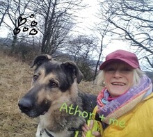 ATHOR, Hund, Deutscher Schäferhund-Mix in Kronach - Bild 36