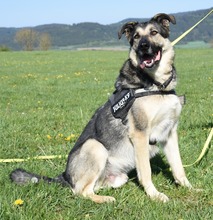 ATHOR, Hund, Deutscher Schäferhund-Mix in Kronach - Bild 4