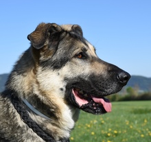 ATHOR, Hund, Deutscher Schäferhund-Mix in Kronach - Bild 42