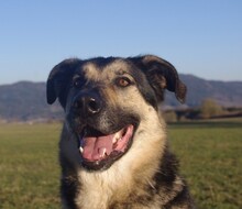 ATHOR, Hund, Deutscher Schäferhund-Mix in Kronach - Bild 56