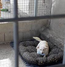 PEKITA, Hund, Mischlingshund in Spanien - Bild 5