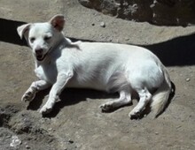PEKITA, Hund, Mischlingshund in Spanien - Bild 6