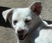 PEKITA, Hund, Mischlingshund in Spanien - Bild 7