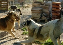 ROMINA, Hund, Mischlingshund in Spanien - Bild 2