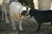 ROMINA, Hund, Mischlingshund in Spanien - Bild 3