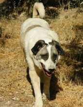 ROMINA, Hund, Mischlingshund in Spanien - Bild 5