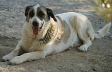 ROMINA, Hund, Mischlingshund in Spanien - Bild 7