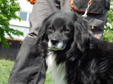 GUGO, Hund, Mischlingshund in Slowakische Republik - Bild 2