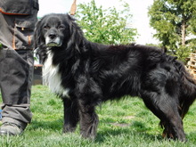 GUGO, Hund, Mischlingshund in Slowakische Republik - Bild 3