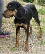 PAULE, Hund, Mischlingshund in Aulendorf - Bild 9