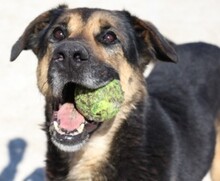 GORDON, Hund, Deutscher Schäferhund-Mix in Spanien - Bild 1