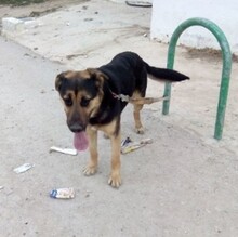 GORDON, Hund, Deutscher Schäferhund-Mix in Spanien - Bild 9