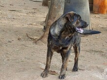 PEPE, Hund, Mischlingshund in Italien - Bild 3