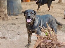 PEPE, Hund, Mischlingshund in Italien - Bild 4