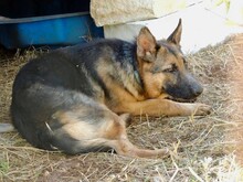 HOPE, Hund, Mischlingshund in Italien - Bild 3