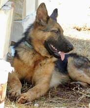 HOPE, Hund, Mischlingshund in Italien - Bild 4