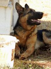 HOPE, Hund, Mischlingshund in Italien - Bild 8