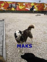 MAKS, Hund, Siberian Husky-Mix in Bulgarien - Bild 1