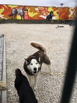 MAKS, Hund, Siberian Husky-Mix in Bulgarien - Bild 2